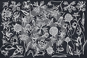 Vector set of hand drawn chalk bellflower, edelweiss, globethistle, globeflower, meadow geranium, gentiana