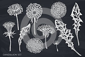 Vector set of hand drawn chalk dandelion
