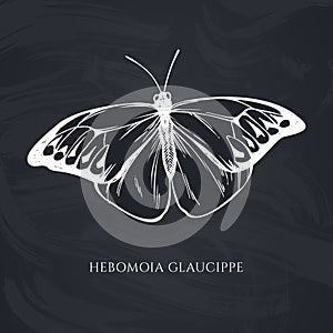 Vector set of hand drawn chalk great orange-tip