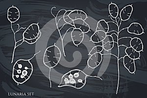 Vector set of hand drawn chalk lunaria