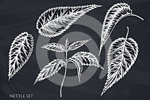 Vector set of hand drawn chalk nettle