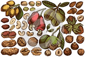 Vector set of hand drawn colored cashew, peanut, pistachio, hazelnut, almond, walnut