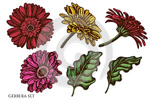 Vector set of hand drawn colored gerbera