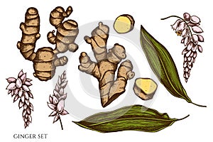 Vector set of hand drawn colored ginger