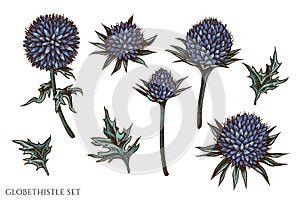 Vector set of hand drawn colored globethistle
