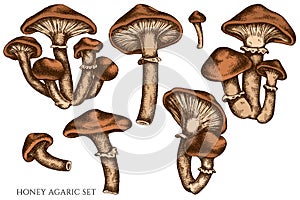 Vector set of hand drawn colored honey agaric