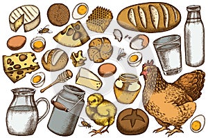 Vector set of hand drawn colored milk, cheese, chicken, eggs, buns and bread, honey