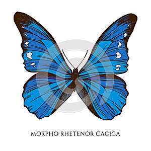 Vector set of hand drawn colored morpho rhetenor cacica