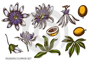 Vector set of hand drawn colored passion flower