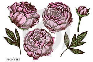 Vector set of hand drawn colored peony