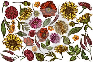 Vector set of hand drawn colored poppy flower, gerbera, sunflower, milkweed, dahlia, veronica