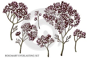 Vector set of hand drawn colored rosemary everlasting