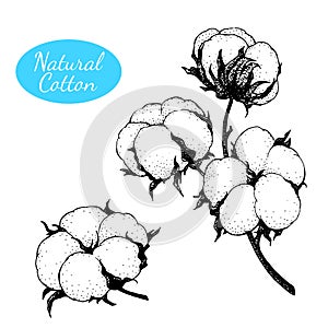Vector set of hand drawn cotton plant. Branch with flowers.