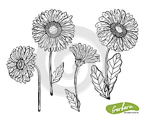 Vector set of hand drawn monochrome illustration of Gerber Daisy flowers in vintage style. Black and white flowers isolated on