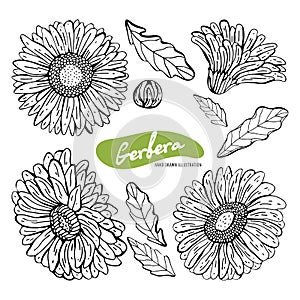 Vector set of hand drawn monochrome illustration of Gerber Daisy flowers in vintage style. Black and white flowers isolated on