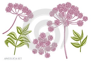 Vector set of hand drawn pastel angelica photo