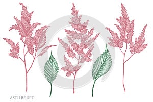 Vector set of hand drawn pastel astilbe