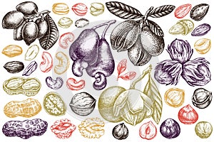 Vector set of hand drawn pastel cashew, peanut, pistachio, hazelnut, almond, walnut