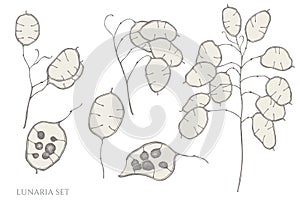 Vector set of hand drawn pastel lunaria