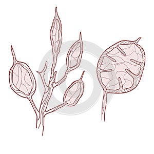 Vector set of hand drawn pastel lunaria