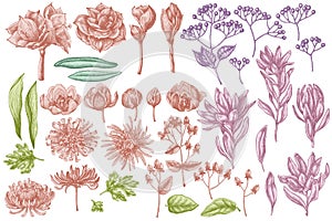 Vector set of hand drawn pastel viburnum, hypericum, tulip, aster, leucadendron, amaryllis