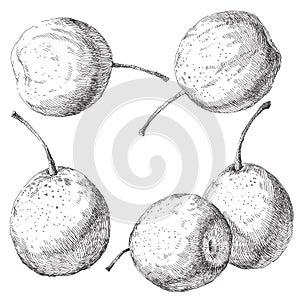 Vector set of hand drawn pear