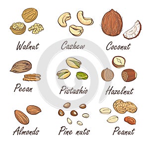 Vector set of hand sketched nuts on white background in hand drawn style: hazelnut, almonds, peanuts