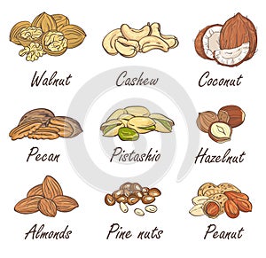 Vector set of hand sketched nuts on white background in hand drawn style: hazelnut, almonds, peanuts, walnut, cashew, pine nut