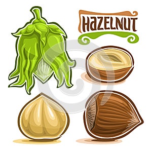 Vector set of Hazelnut Nuts