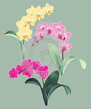 Vector set of high detailed orchid branches