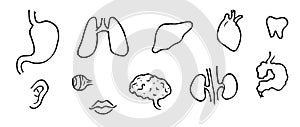 Vector set of human organs drawn by hand in the doodle style. isolated elements of human anatomy with a black line on a white