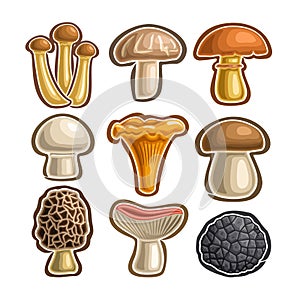 Vector set Icons edible Mushrooms