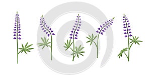 Vector set of illustrations of lupine flowers