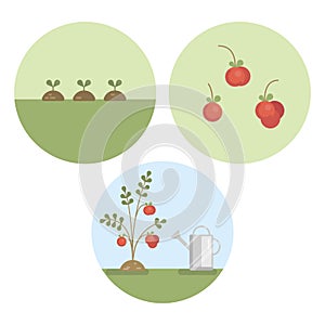 Vector set illustrations with three sprouts, tomato plant and cherry tomato.
