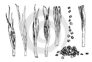 Vector set of isolated elements of young green onions whole feathers and trimmed and a bunch of slices drawn by hand in