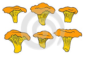 Vector set of isolated yellow elements of edible chanterelle mushrooms with a black outline on a white background. hand-drawn