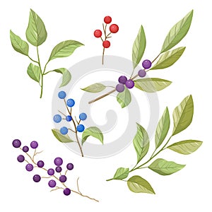 Vector set of leaves, berries and branches, spring and summer element design.