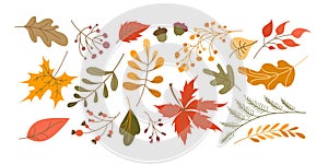 Vector set of leaves cartoon style. Autumn leaves and berries collection, isolated on white background