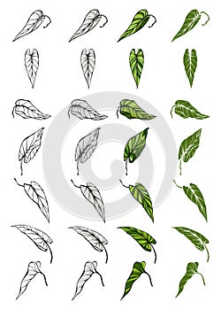 Vector set of leaves, nature icons over white background