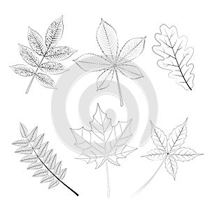 Vector set leaves, outline sketch, oak leaf, leaf of wild grapes and maple, chestnut and ash, rowan.
