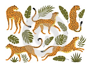 Vector set of leopards or cheetahs and tropical leaves.