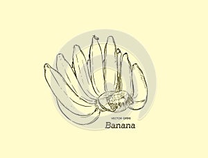 Vector Set of Line-Art Bananas. Overripe Banana, hand rdaw sketch vector.