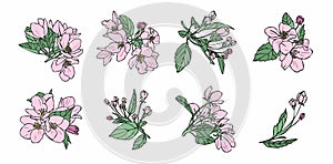 Vector set of line drawing of apple tree blossoms and leaves, hand drawn illustration. Blooming apple tree. Branch with flower