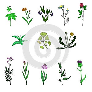 Vector set of medical plants