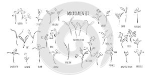 Vector set of microgreens. Herbs - pea, sunflower, onion, peas, corn, basil, china rose, spinach, fennel, sorrel, collard, dill,