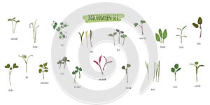 Vector set of microgreens. Herbs - pea, sunflower, onion, peas, corn, basil, china rose, spinach, fennel, sorrel, collard, dill,