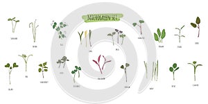 Vector set of microgreens. Herbs - pea, sunflower, onion, peas, corn, basil, china rose, spinach, fennel, sorrel, collard, dill, photo
