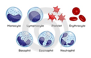 Vector set of Monocyte,   Lymphocyte, Eosinophil, Neutrophil, Basophil, Platelet, Erythrocytes. Types of blood cells.