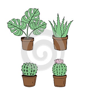 Vector set of monstera plant and cactus in pots
