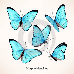 Vector set of morpho in five different views